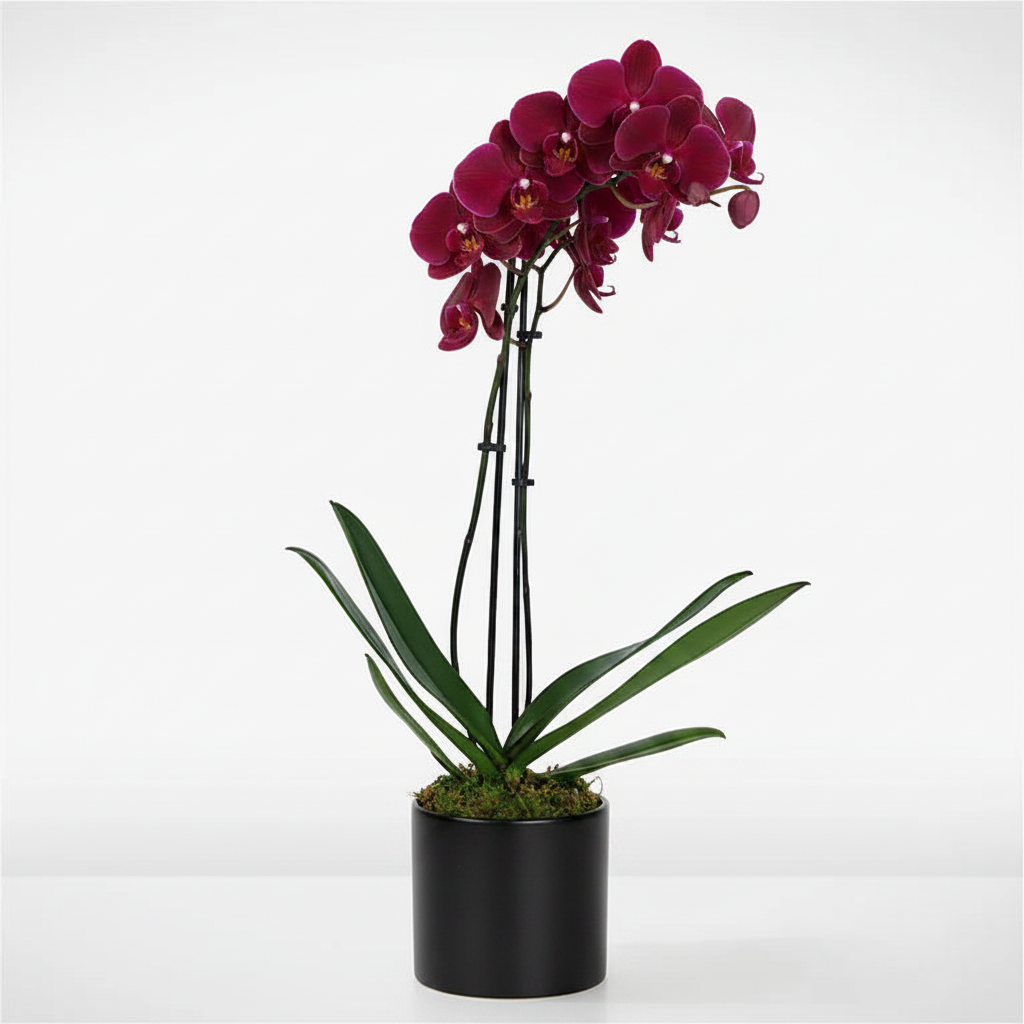 "Orchid Charm"