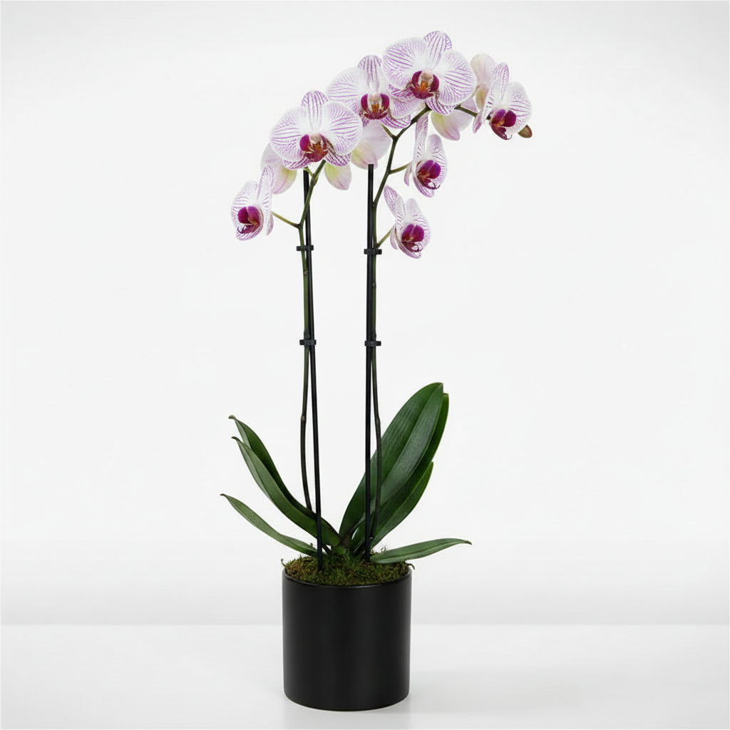 "Orchid Charm"