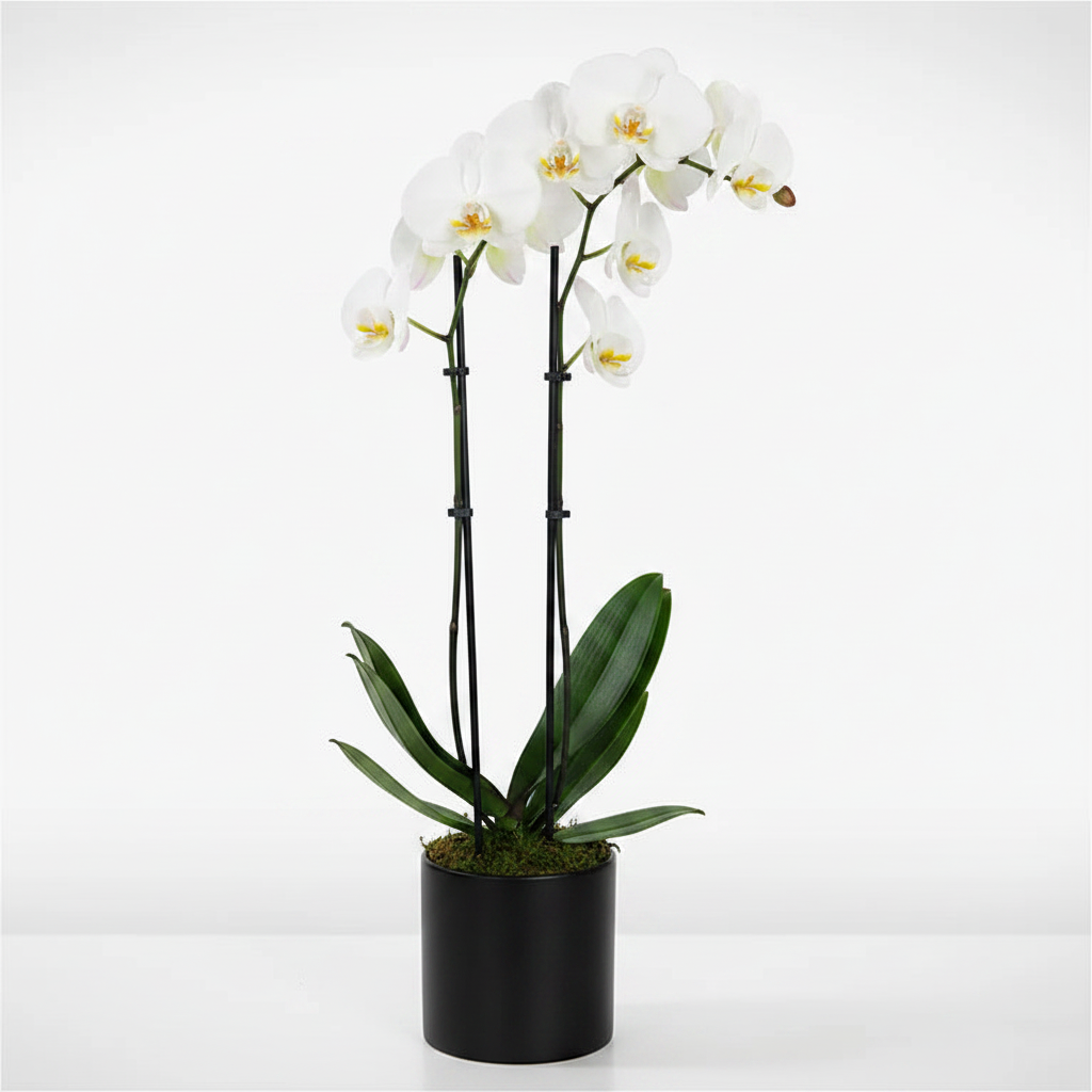 "Orchid Charm"