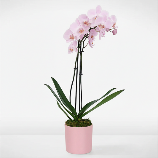"Orchid Charm"
