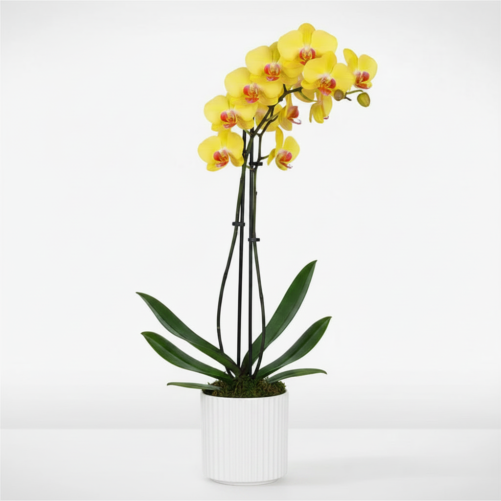 "Orchid Charm"