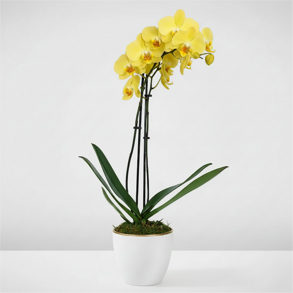 "Orchid Charm"